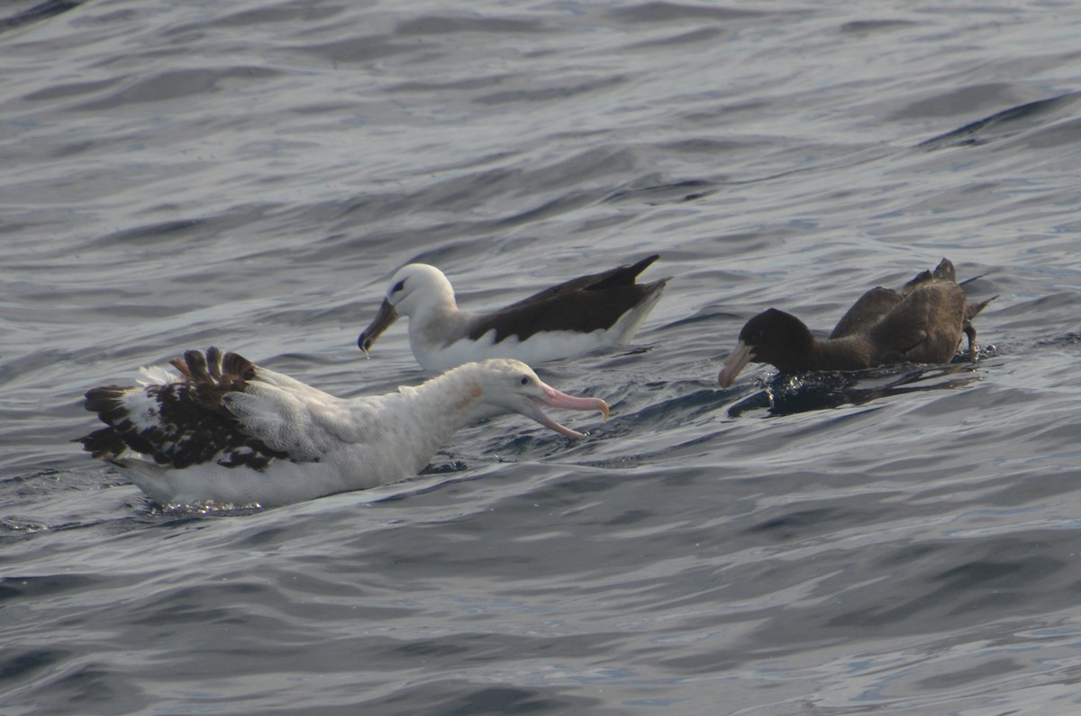 Antipodean Albatross (Gibson's) - ML638971464