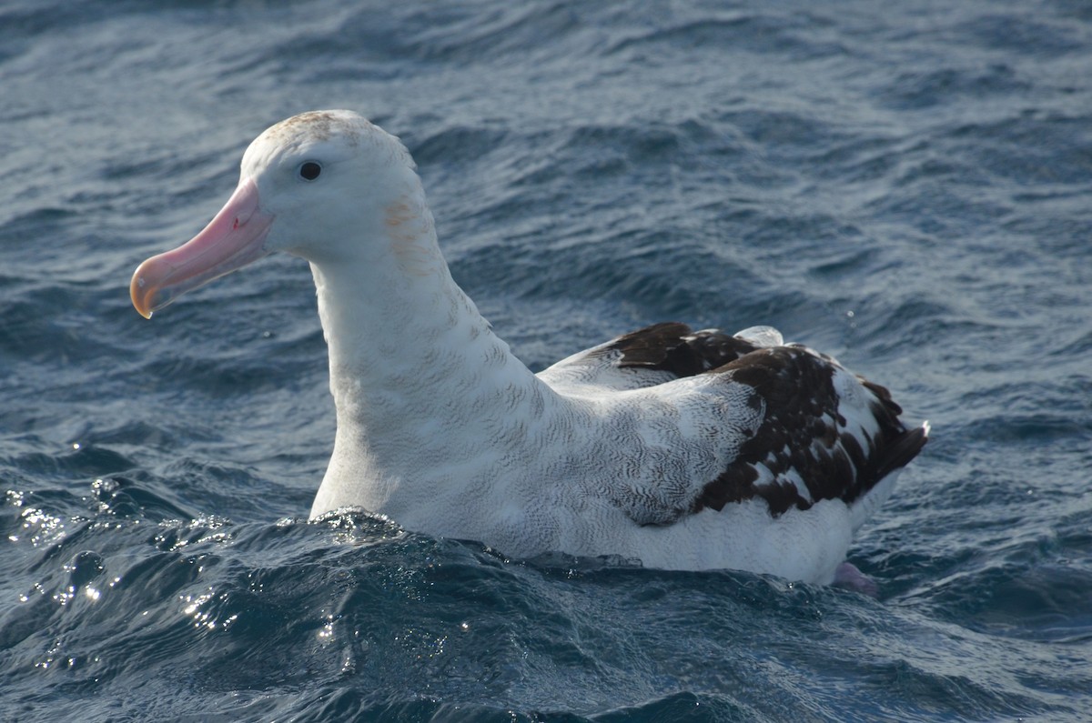 Antipodean Albatross (Gibson's) - ML638971465