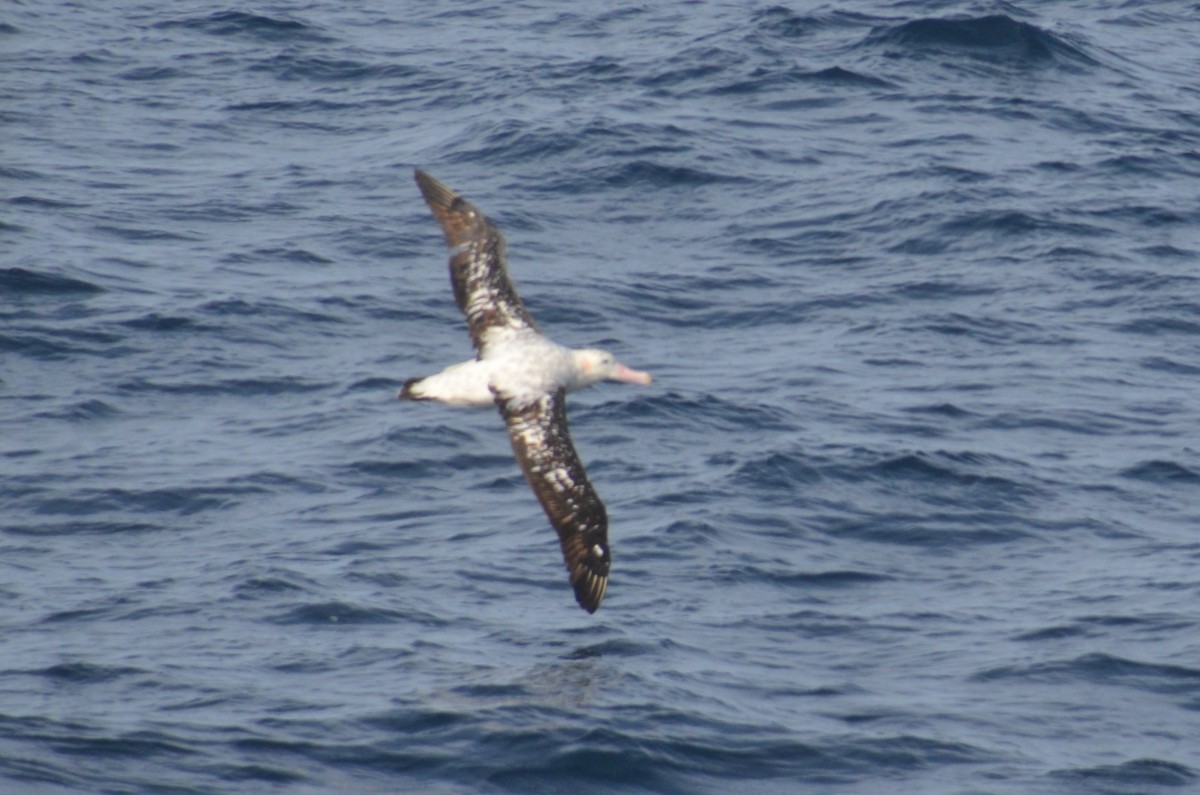 Antipodean Albatross (Gibson's) - ML638971466