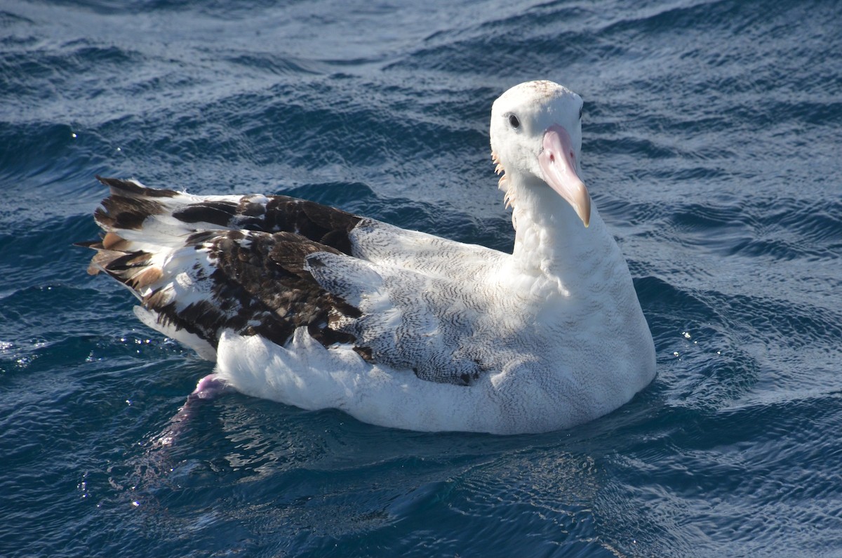 Antipodean Albatross (Gibson's) - ML638971468