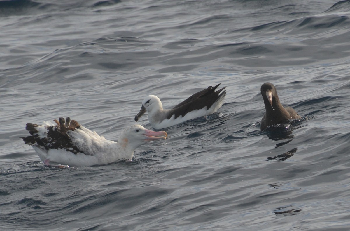 Antipodean Albatross (Gibson's) - ML638971469