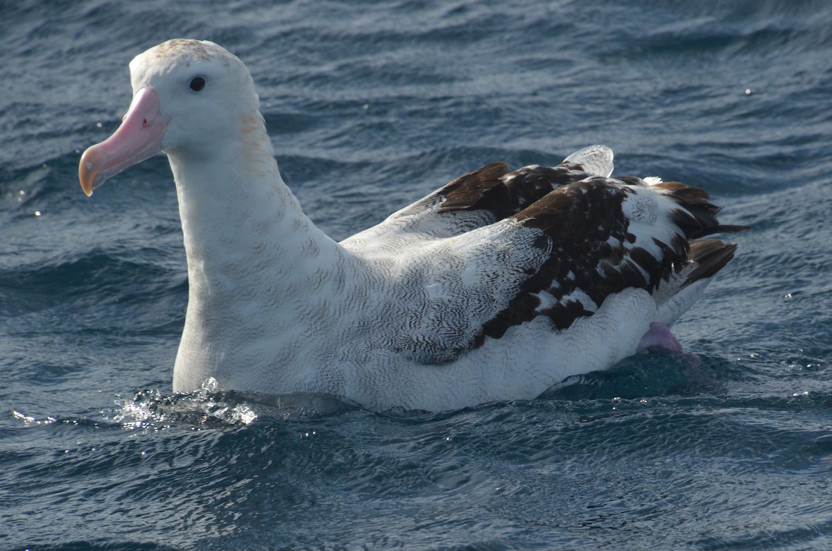 Antipodean Albatross (Gibson's) - ML638971470