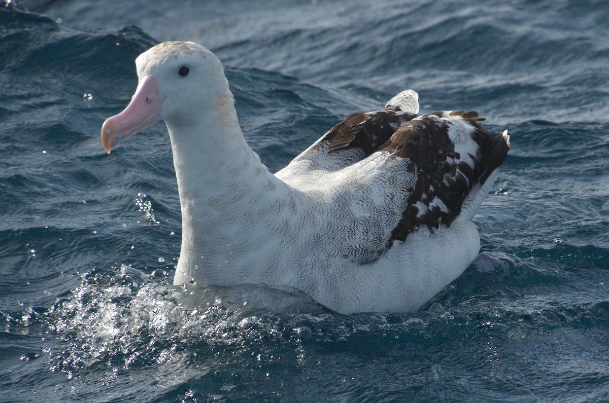 Antipodean Albatross (Gibson's) - ML638971471