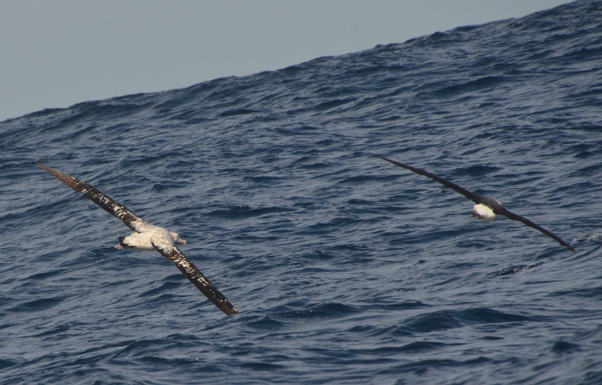 Antipodean Albatross (Gibson's) - ML638971472