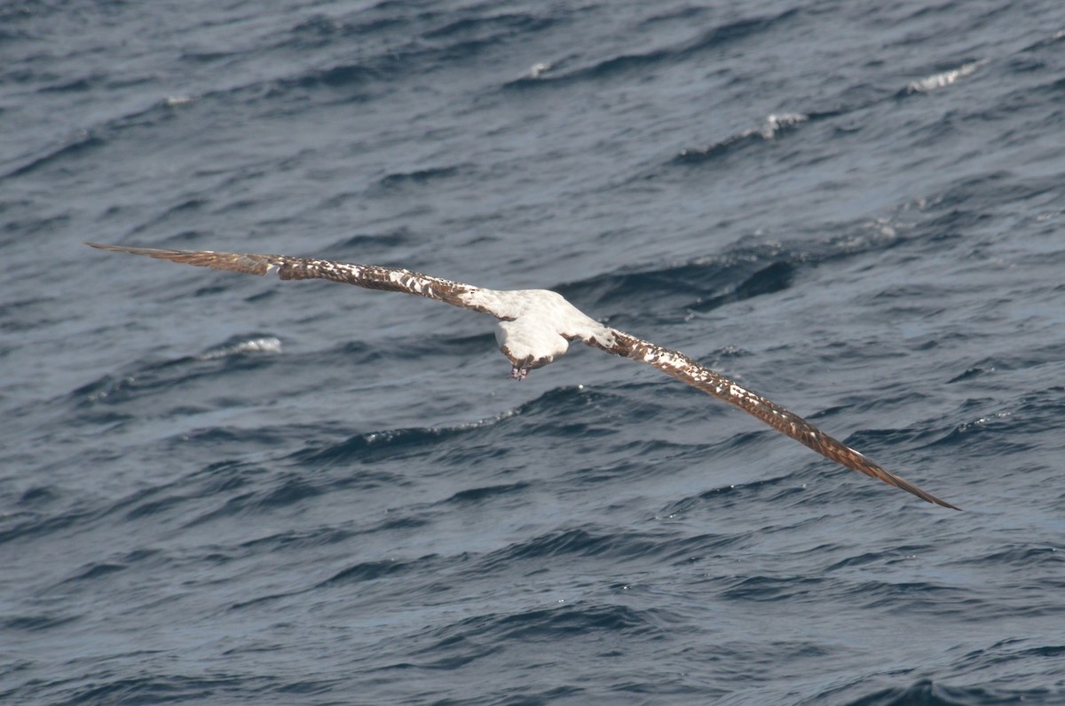 Antipodean Albatross (Gibson's) - ML638971473