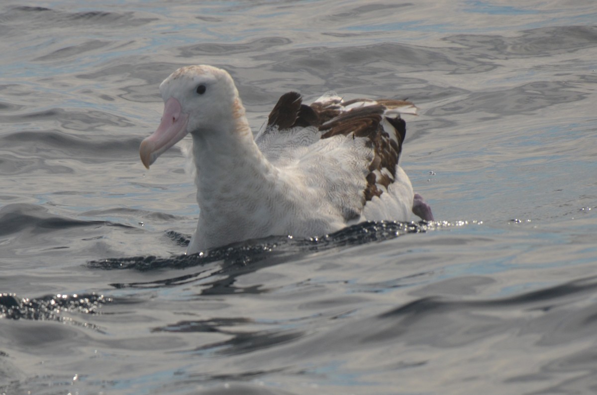Antipodean Albatross (Gibson's) - ML638971474