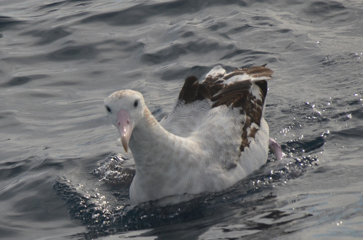 Antipodean Albatross (Gibson's) - ML638971475