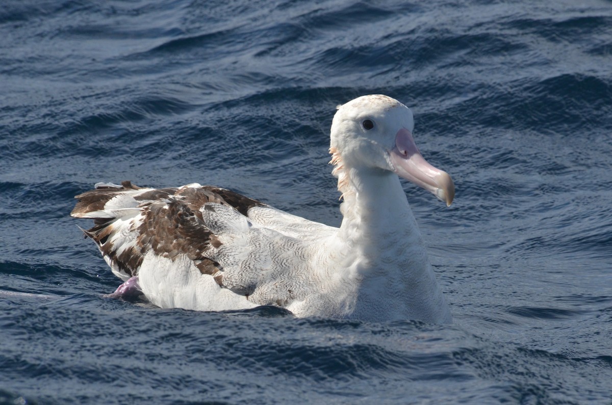 Antipodean Albatross (Gibson's) - ML638971476