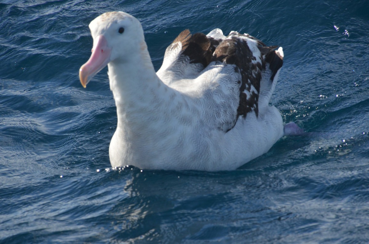 Antipodean Albatross (Gibson's) - ML638971477