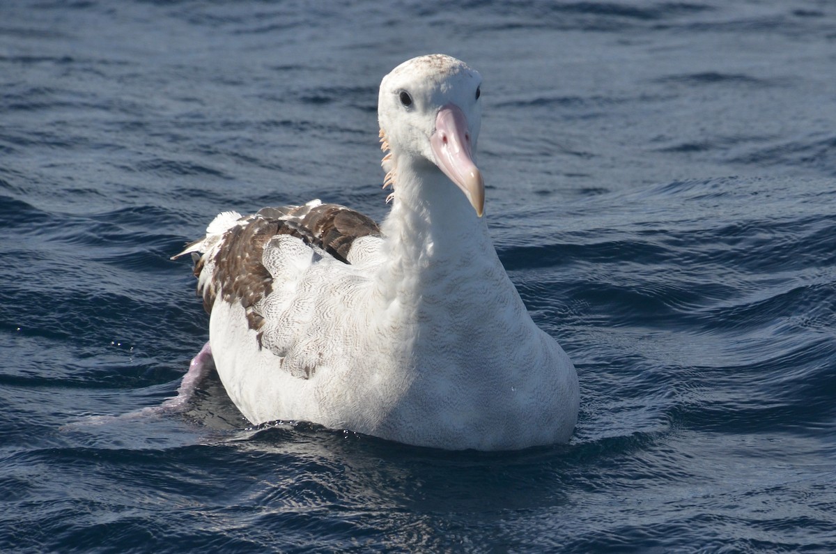 Antipodean Albatross (Gibson's) - ML638971479
