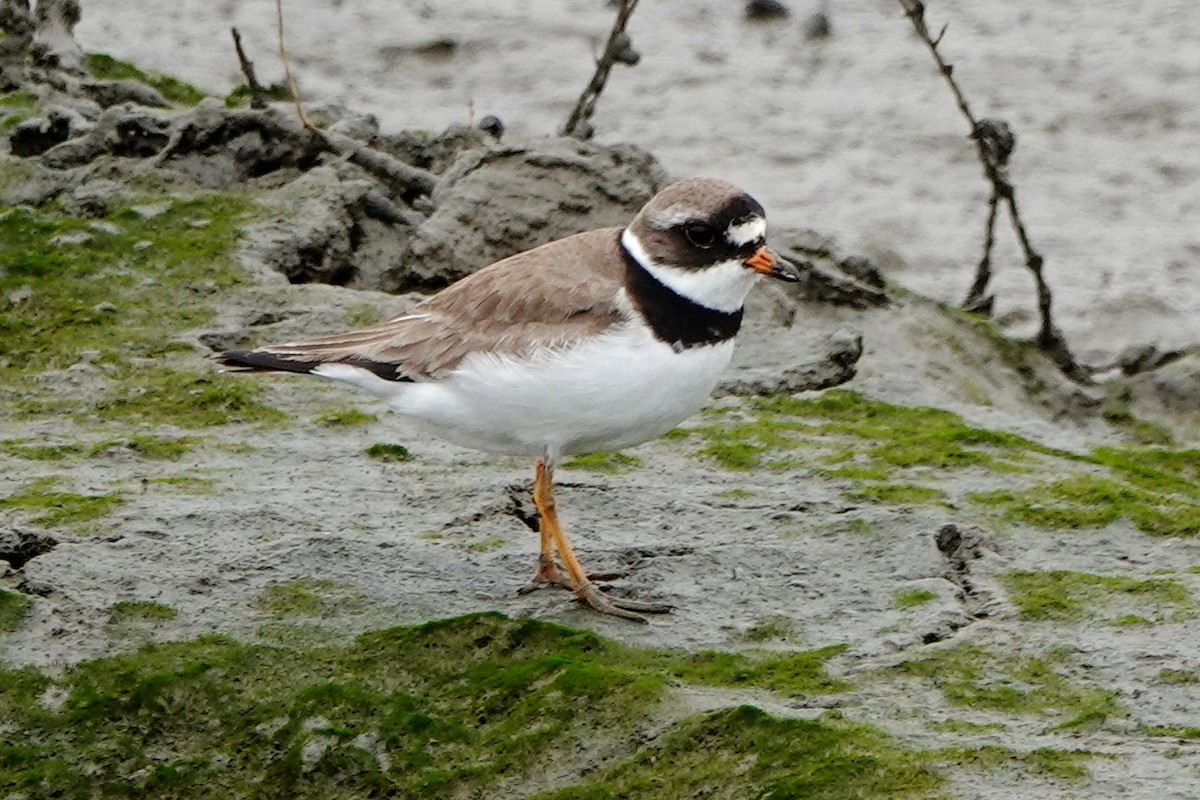 Semipalmated Plover - ML638971481