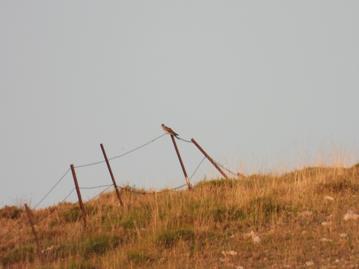 Common Cuckoo - ML638971490