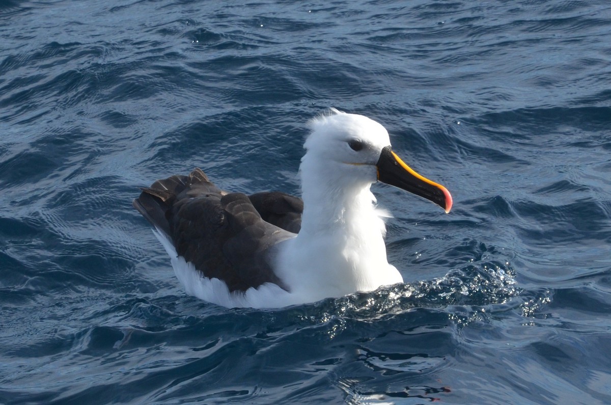 Indian Yellow-nosed Albatross - ML638971500