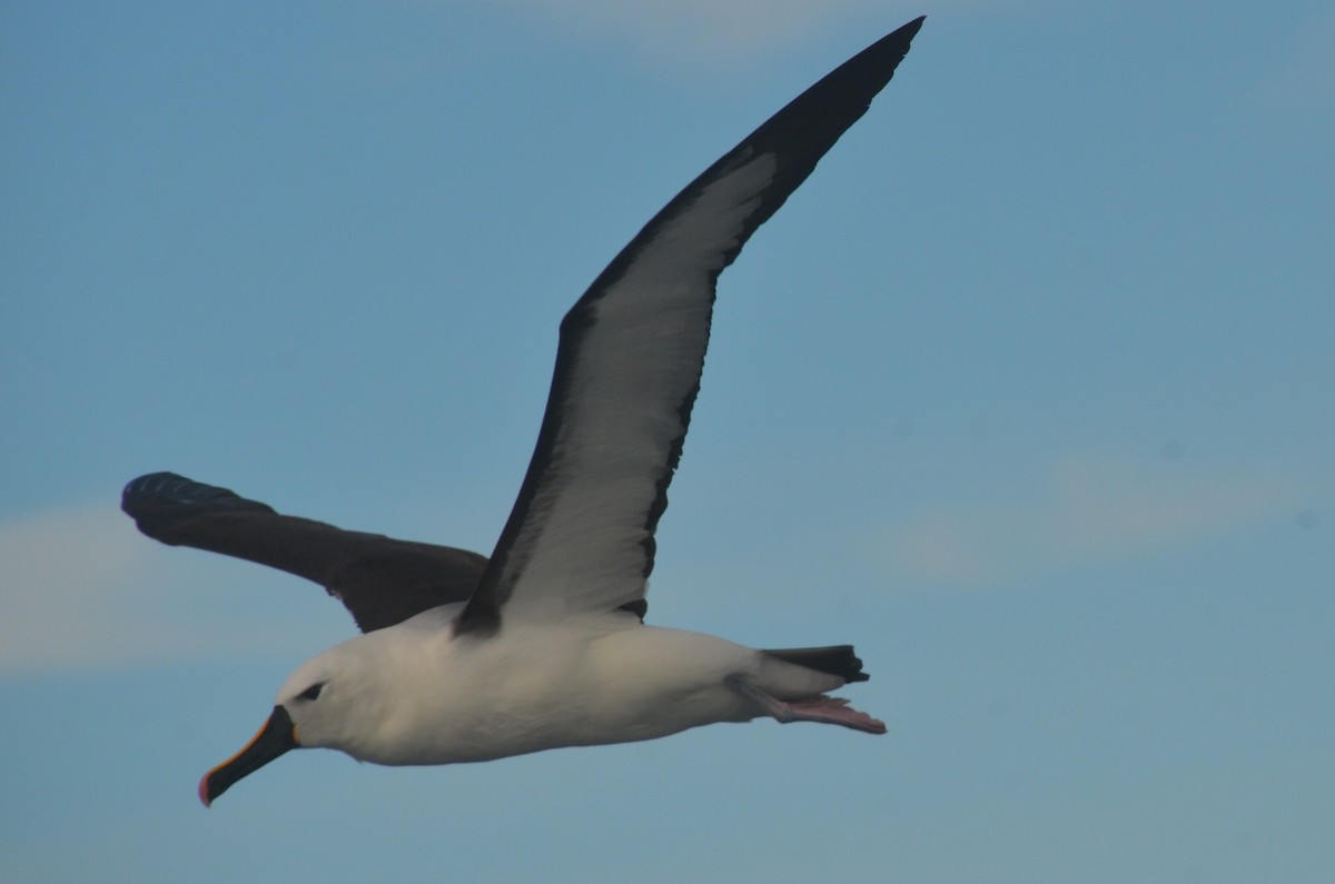 Indian Yellow-nosed Albatross - ML638971501