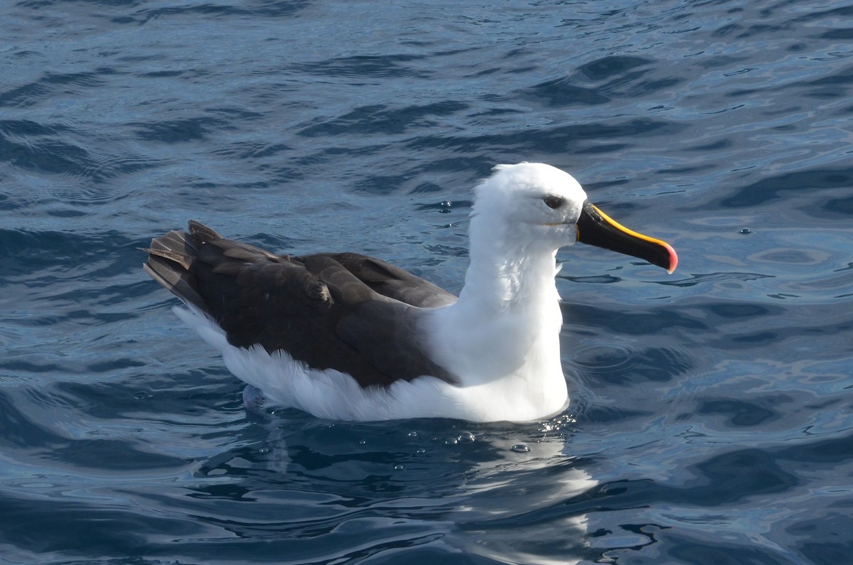 Indian Yellow-nosed Albatross - ML638971506