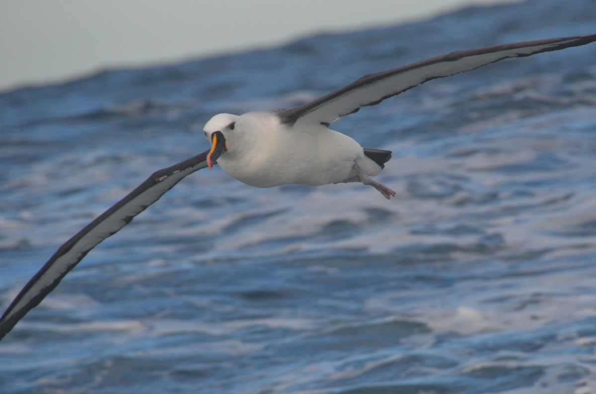 Indian Yellow-nosed Albatross - ML638971507