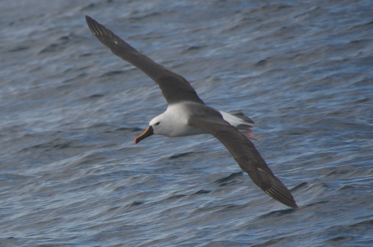 Indian Yellow-nosed Albatross - ML638971510