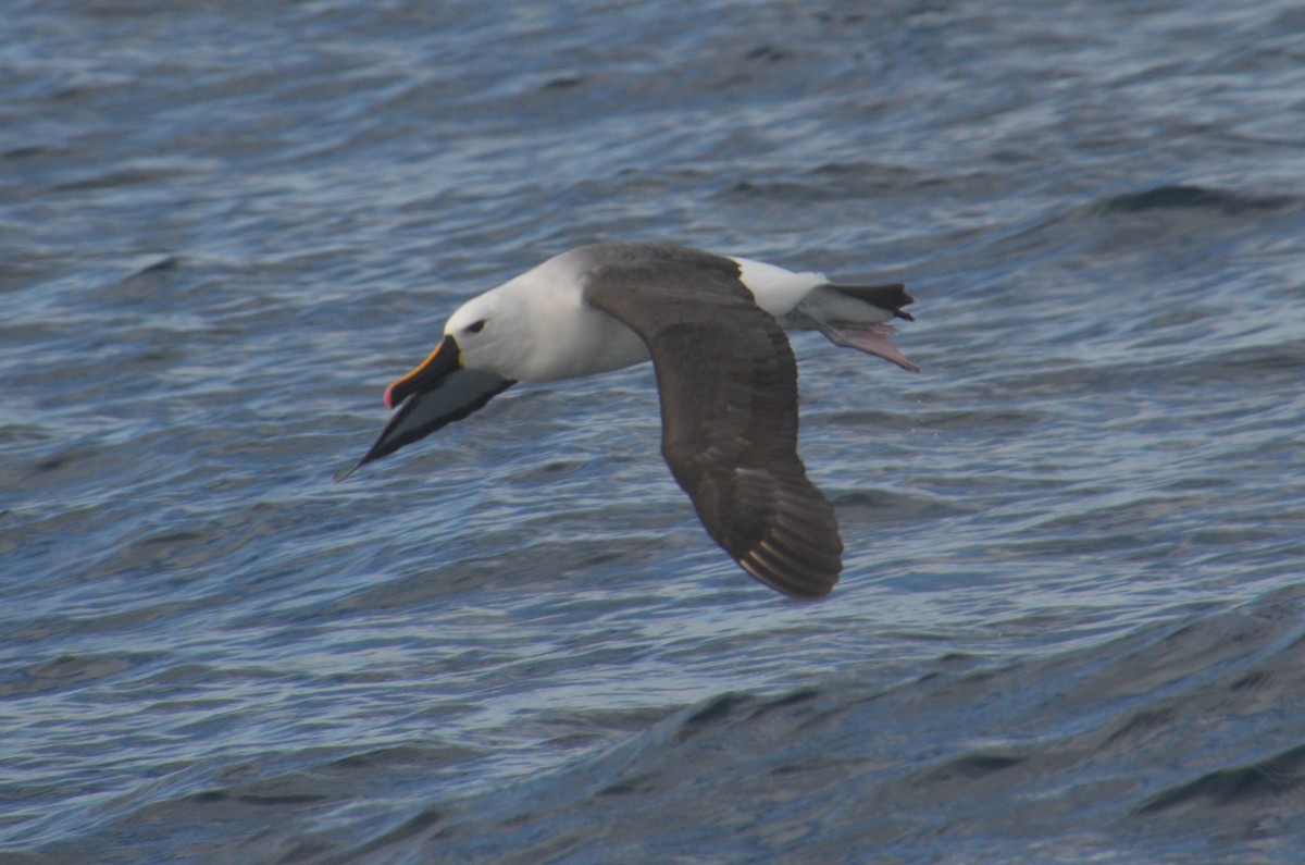 Indian Yellow-nosed Albatross - ML638971511