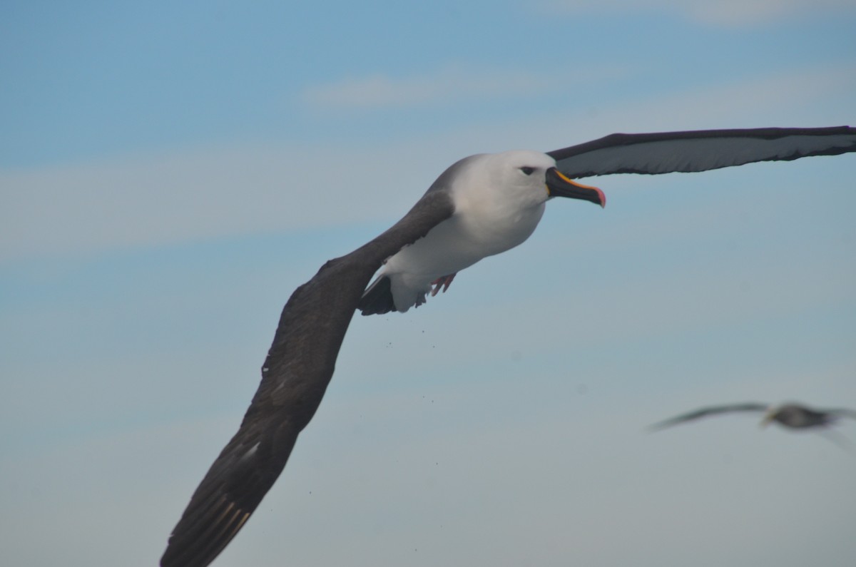 Indian Yellow-nosed Albatross - ML638971512