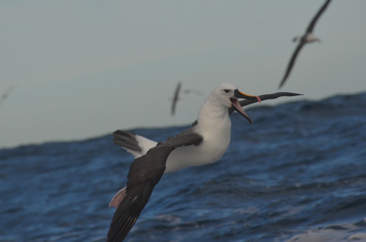Indian Yellow-nosed Albatross - ML638971514