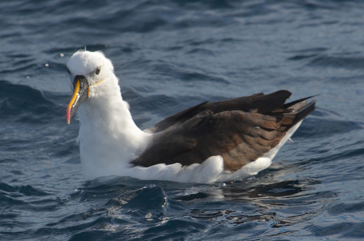 Indian Yellow-nosed Albatross - ML638971515