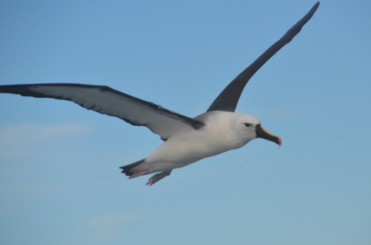 Indian Yellow-nosed Albatross - ML638971516