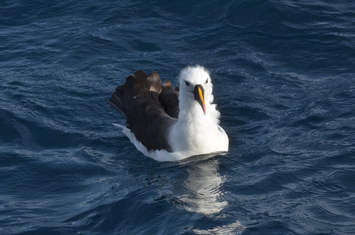 Indian Yellow-nosed Albatross - ML638971518