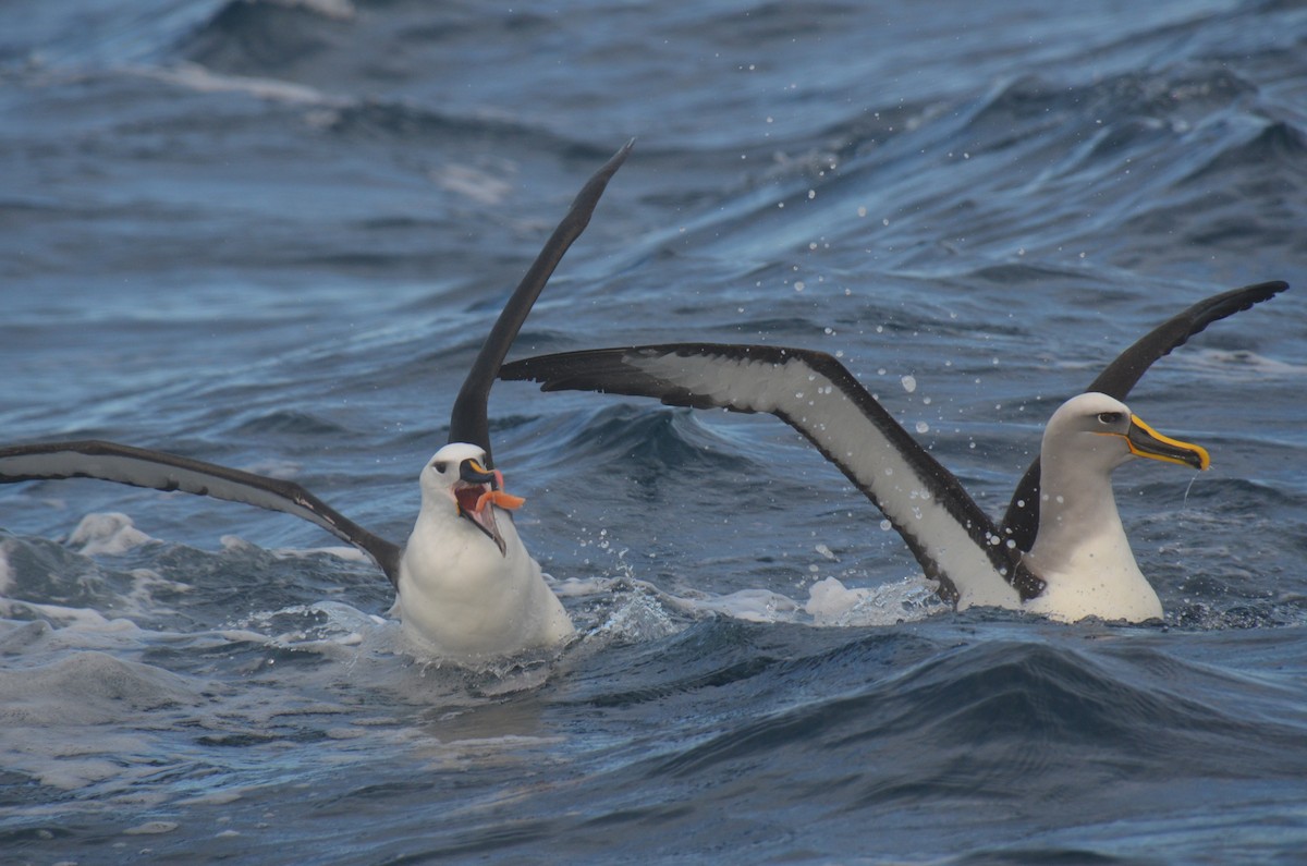Indian Yellow-nosed Albatross - ML638971519