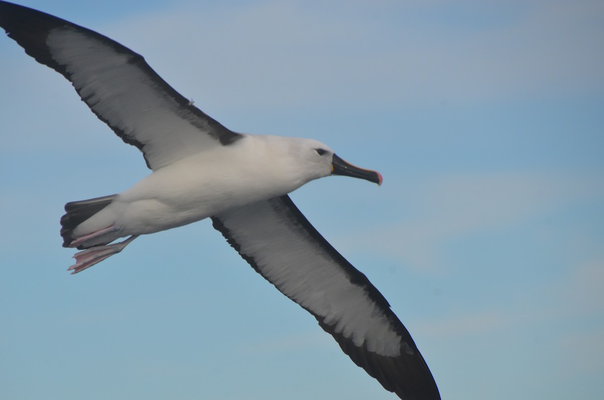 Indian Yellow-nosed Albatross - ML638971520