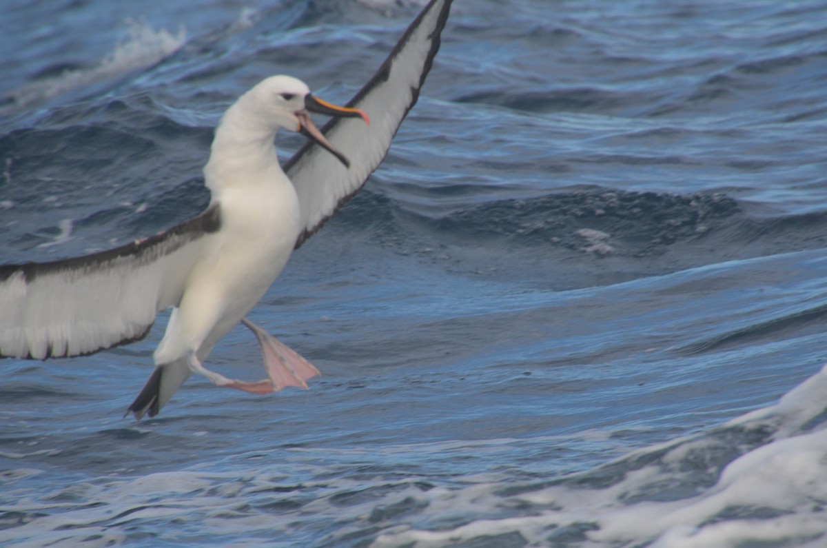Indian Yellow-nosed Albatross - ML638971521