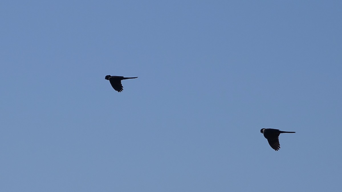 Yellow-tailed Black-Cockatoo - ML638971522