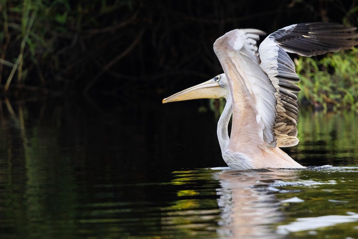 Pink-backed Pelican - ML638971633