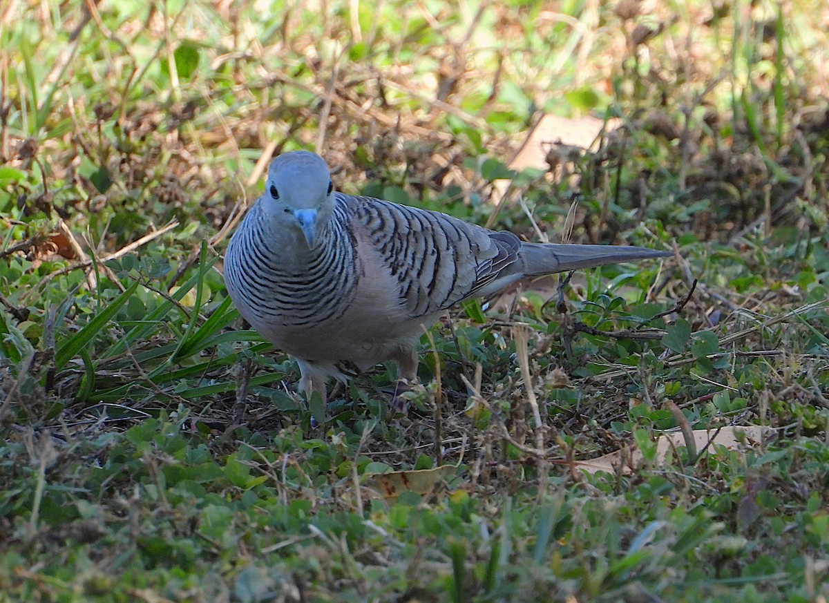Peaceful Dove - ML638971698