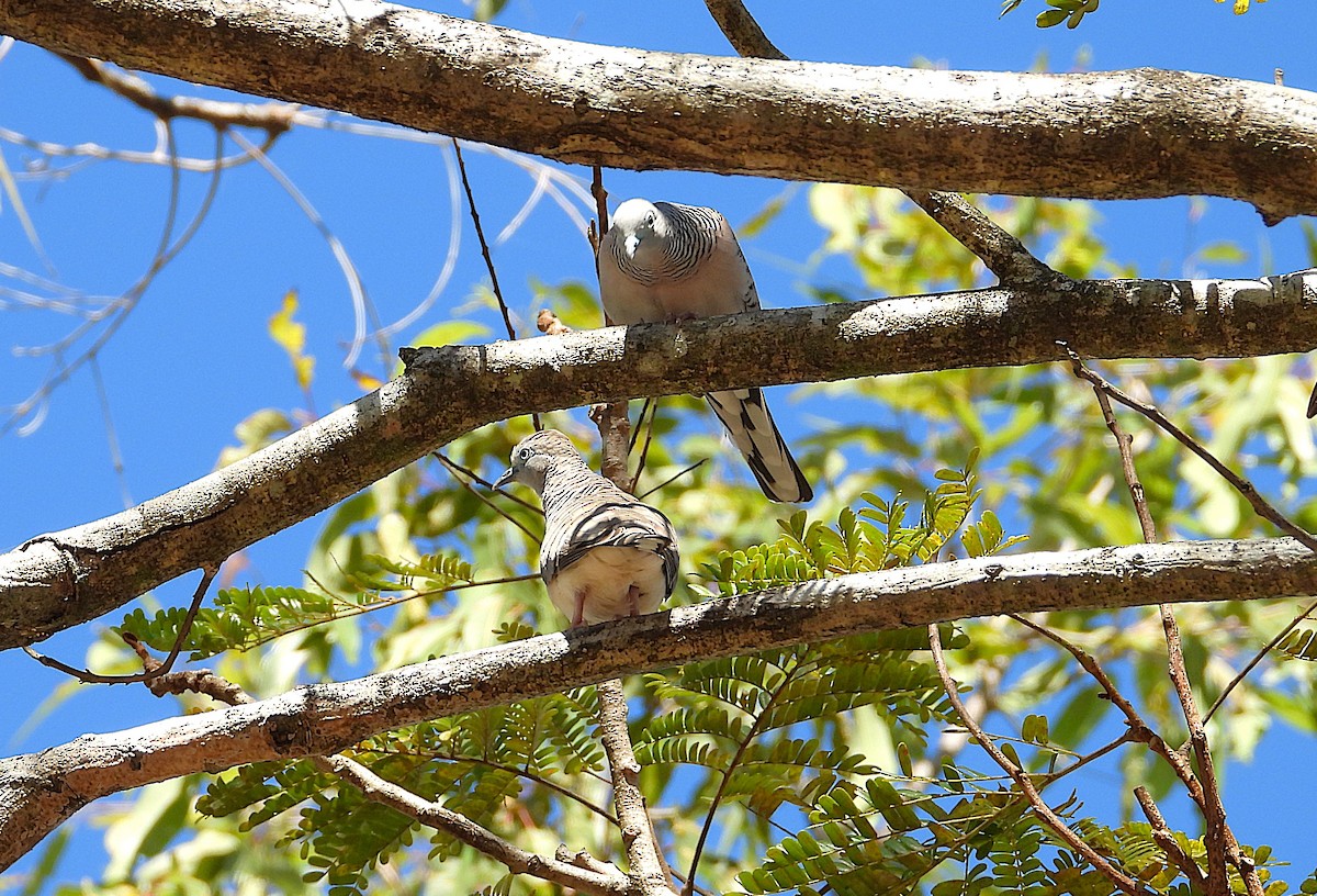 Peaceful Dove - ML638971717