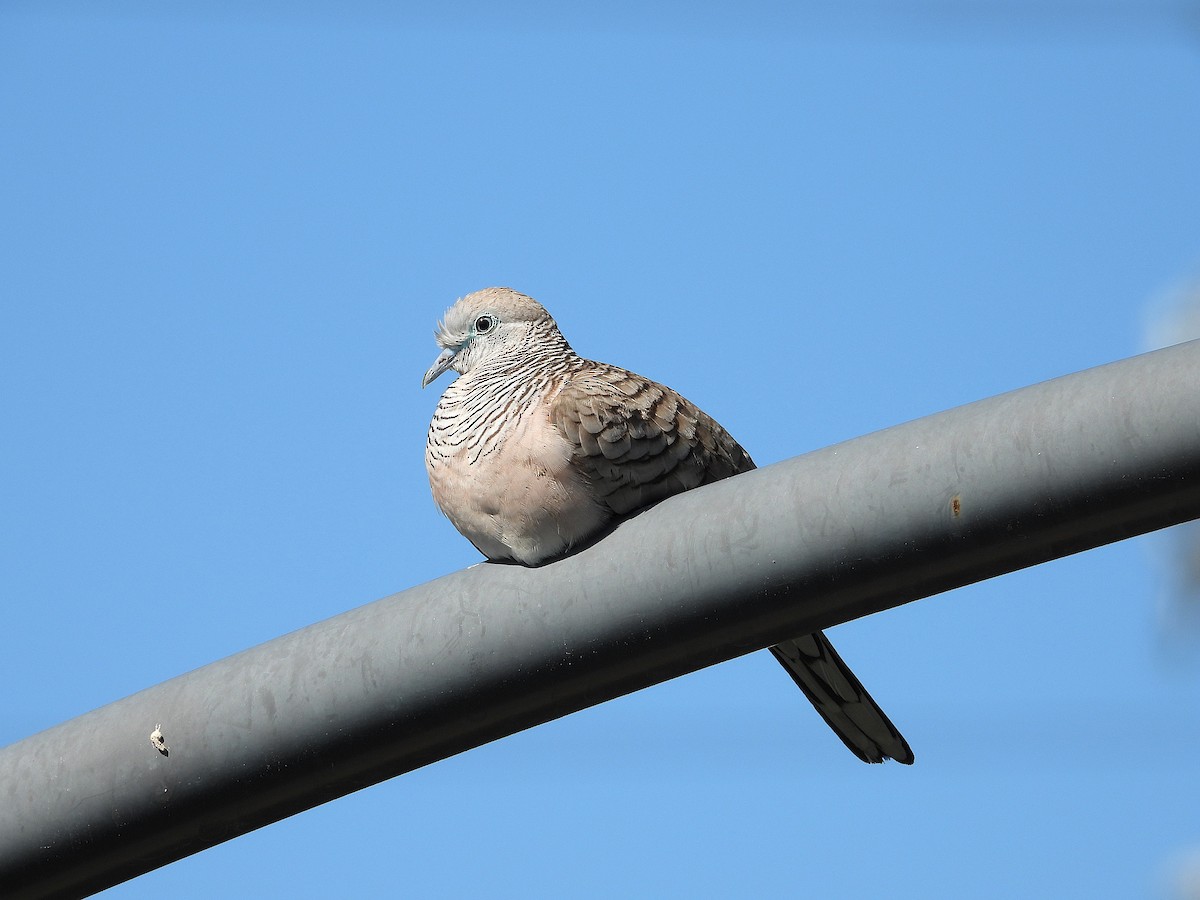 Peaceful Dove - ML638971719