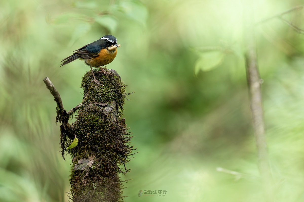 White-browed Bush-Robin - ML638971772