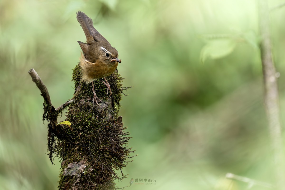 White-browed Bush-Robin - ML638971777