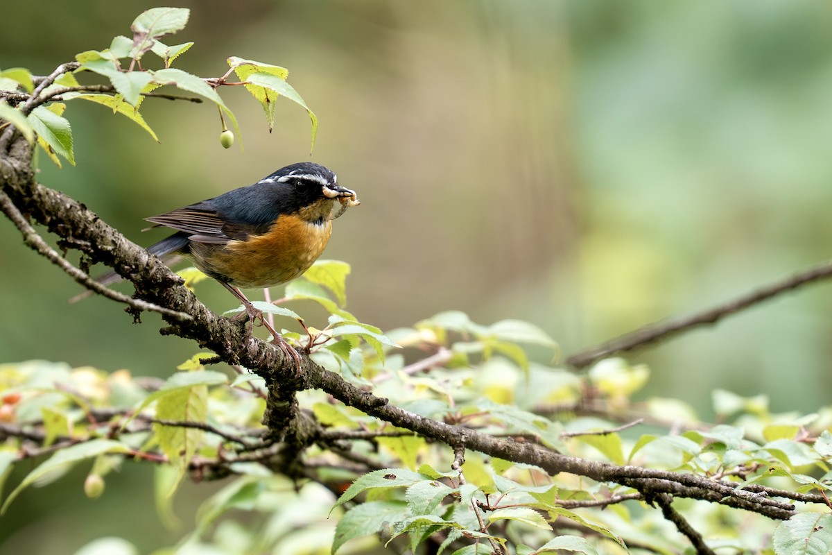 White-browed Bush-Robin - ML638971778