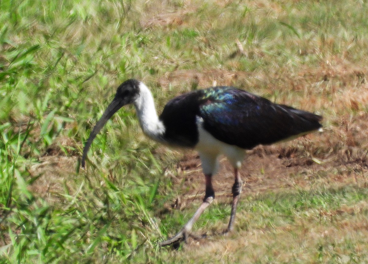 Ibis d'Australie - ML638971850