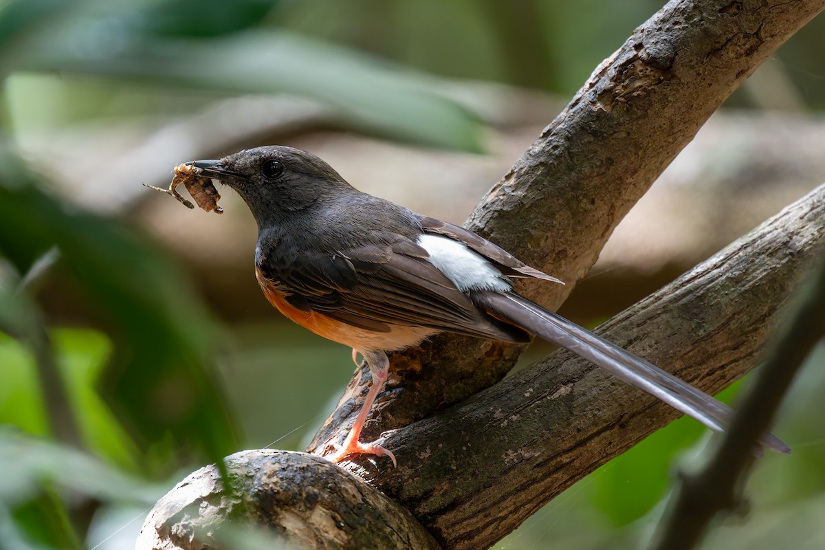 White-rumped Shama - ML638971852