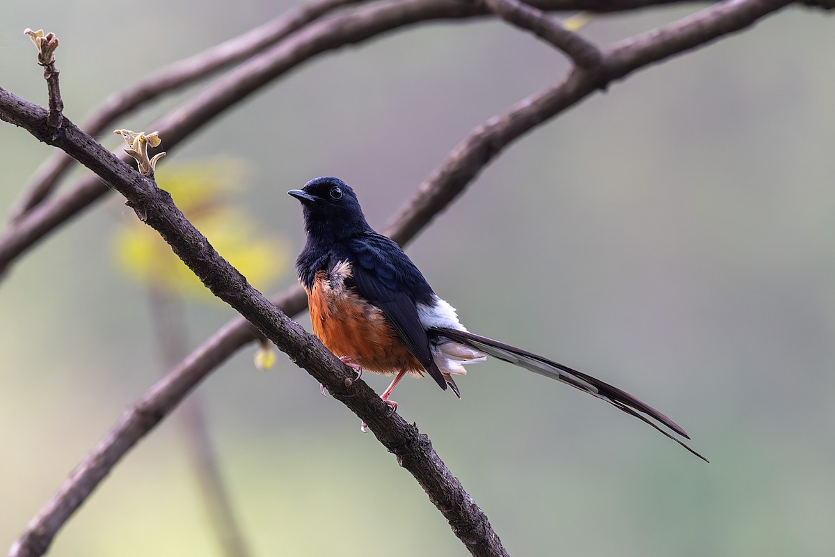 White-rumped Shama - ML638971855