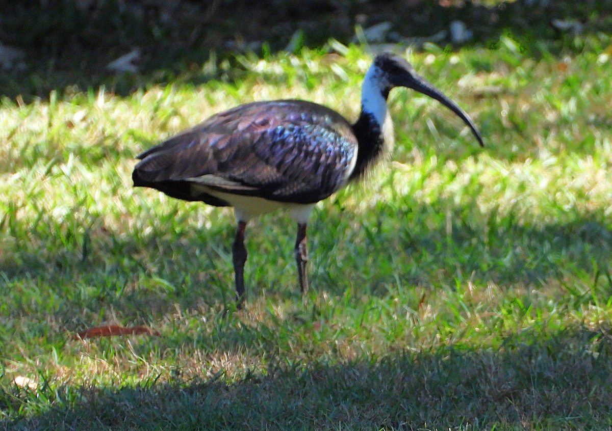 Ibis d'Australie - ML638971864