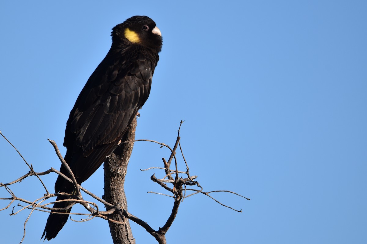 Yellow-tailed Black-Cockatoo - ML638971866
