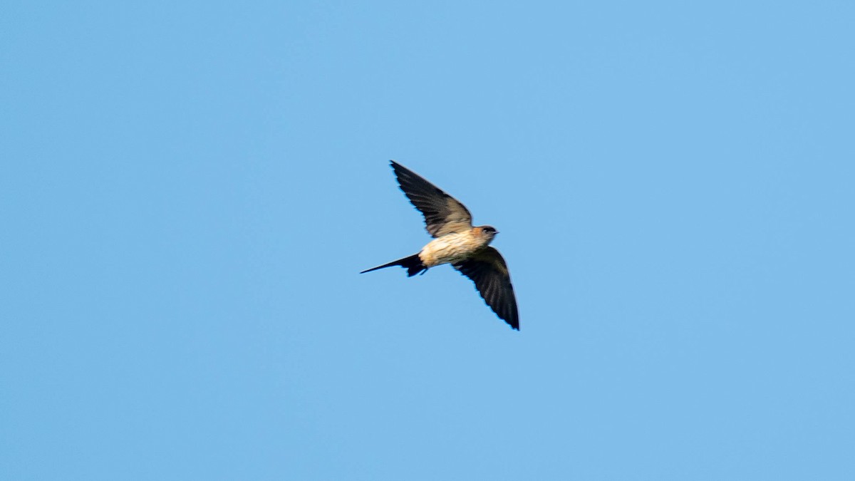 Streak-throated Swallow - ML638971927