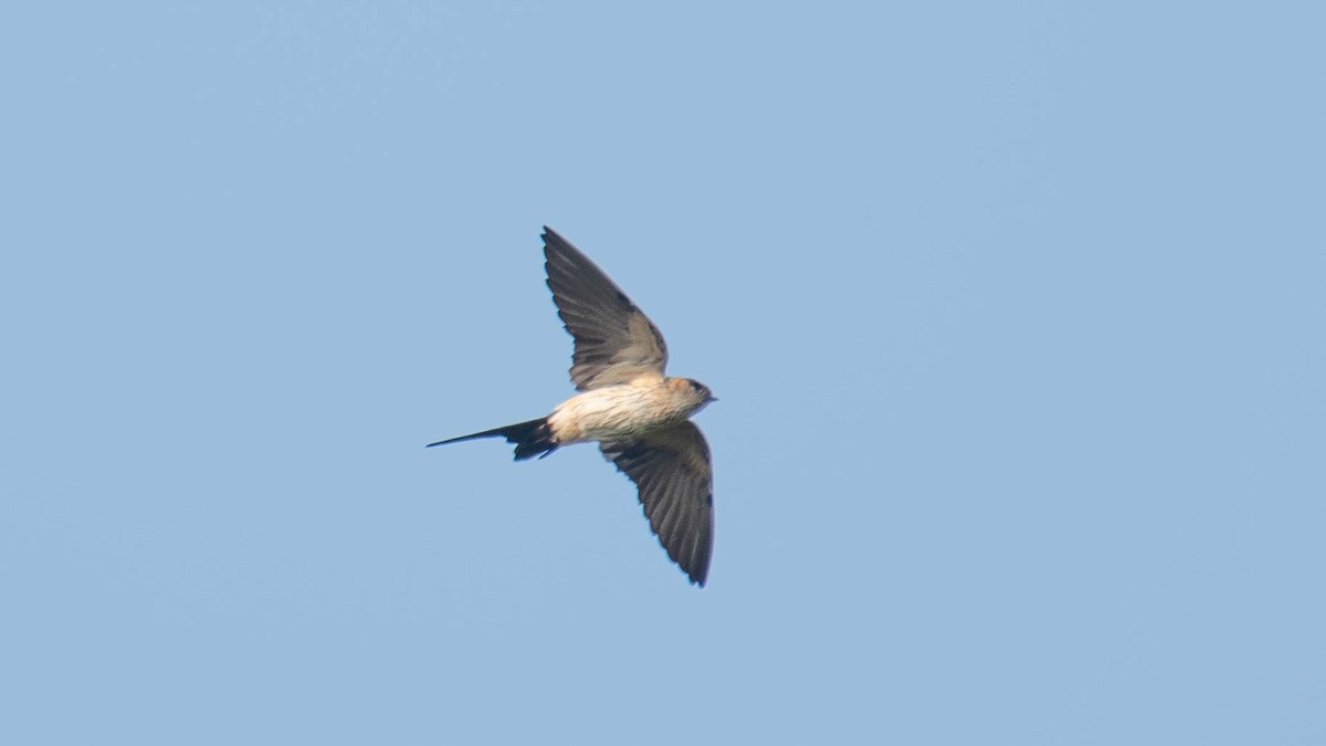 Streak-throated Swallow - ML638971928