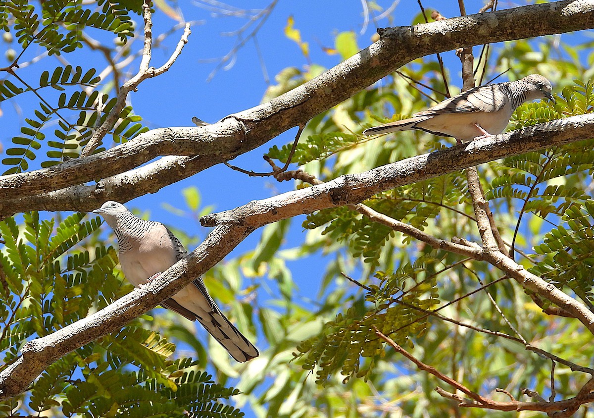Peaceful Dove - ML638971965