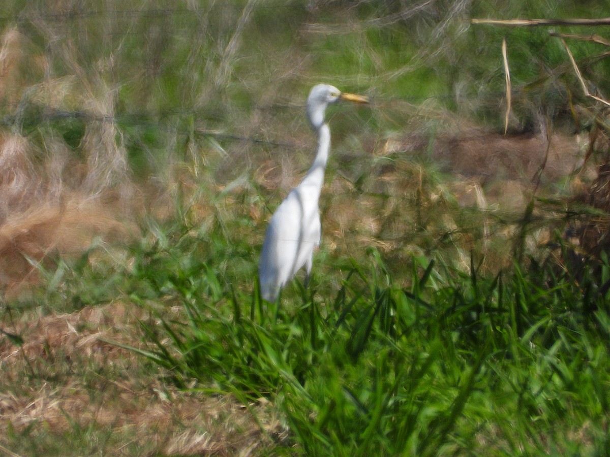 Plumed Egret - ML638971974