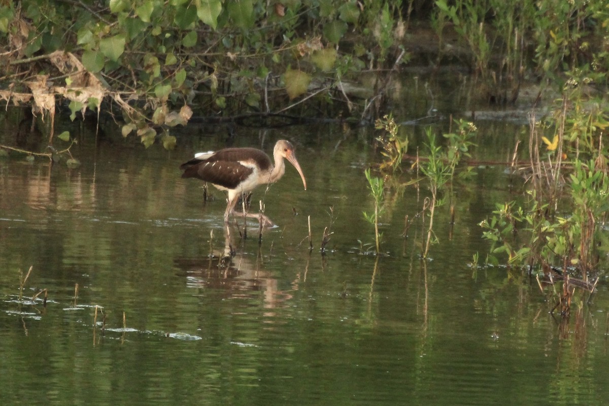 White Ibis - ML638971975