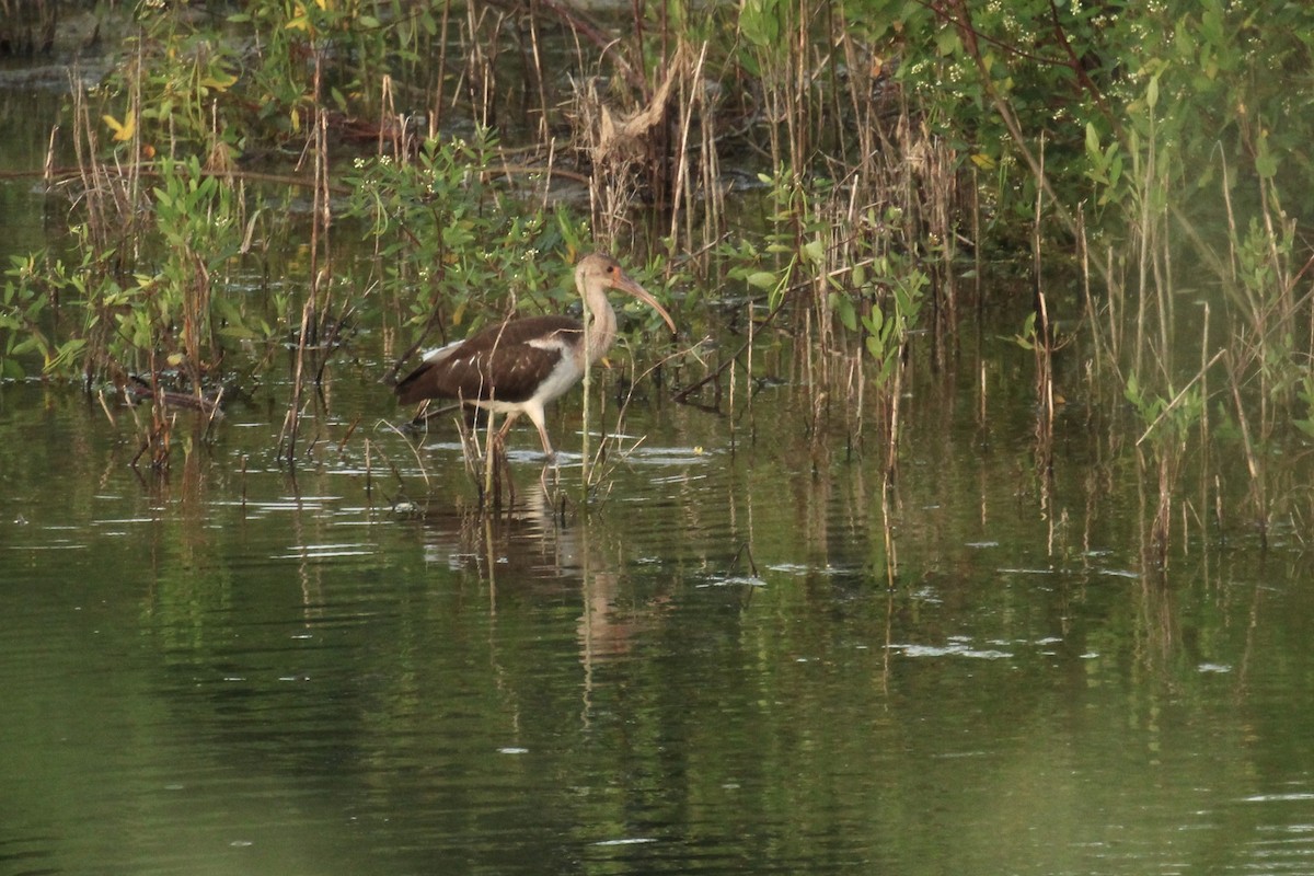 White Ibis - ML638971976