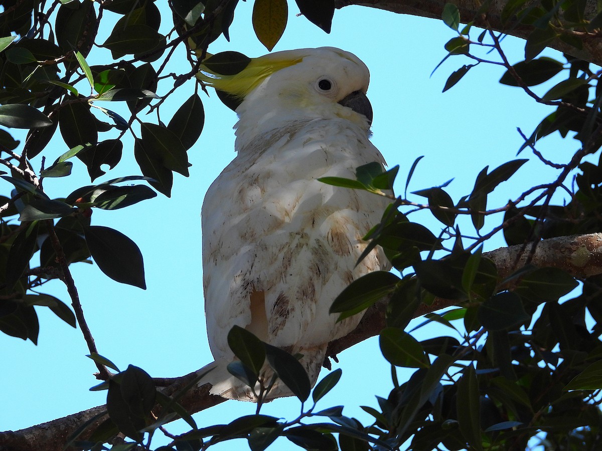 Sulphur-crested Cockatoo - ML638971987